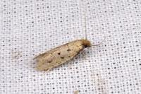 Ateliotum petrinella