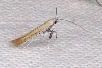 Aspilapteryx tringipennella