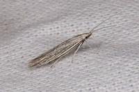 Coleophora
