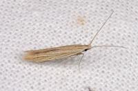 Coleophora