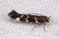 Eteobalea