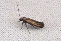 Ochromolopis ictella