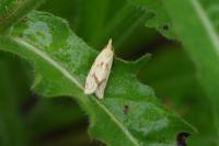 Agapeta hamana