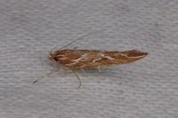 Pyroderces argyrogrammos