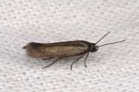 Scythris