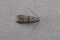 Symmocoides oxybiella