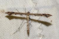 Amblyptilia acanthadactyla