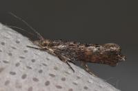 Ypsolopha horridella