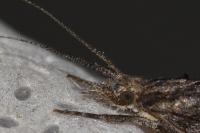 Ypsolopha horridella