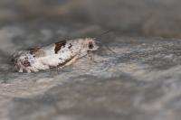 Epinotia ramella