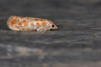 Rhyacionia buoliana