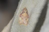 Carcina quercana