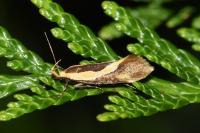 Harpella forficella