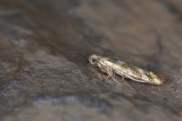 Argyresthia goedartella