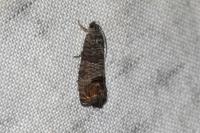 Cydia pomonella