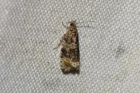 Celypha lacunana