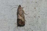 Cydia splendana