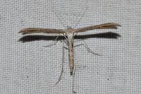 Emmelina monodactyla