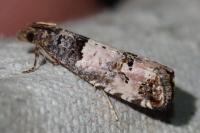 Notocelia incarnatana