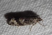 Zeiraphera griseana