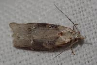Anchinia daphnella