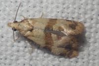 Phalonidia contractana