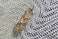 Cnephasia