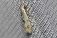 Elachista maculicerusella