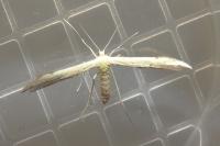 Adaina microdactyla