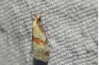 Aethes cnicana