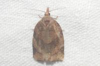 Pandemis dumetana