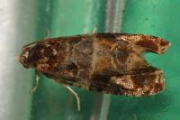 Lobesia reliquana