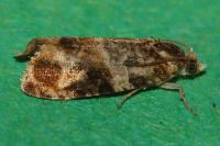 Lobesia reliquana