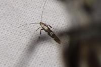 Calybites phasianipennella