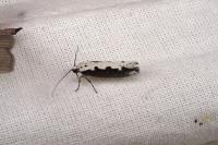 Ethmia bipunctella