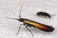 Coleophora