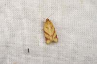 Clepsis pallidana