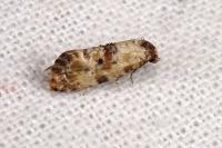 Neocochylis molliculana
