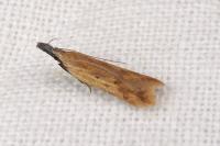 Dichomeris acuminata