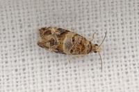 Lobesia botrana