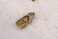 Phalonidia contractana