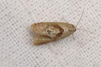 Phalonidia contractana