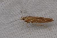Pyroderces argyrogrammos