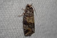 Ptycholomoides aeriferanus