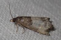 Notocelia cynosbatella