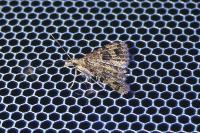 Alucita hexadactyla