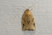Paramesia gnomana