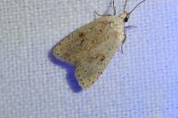 Agonopterix assimilella