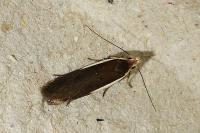 Nothris lemniscellus