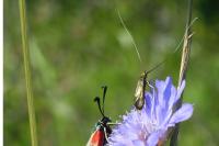 Nemophora metallica